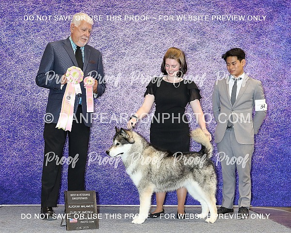 Alaskan Malamute Club of America Saturday June 14, 2025